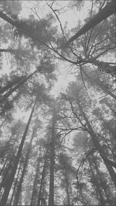 looking up at the tops of tall trees in a foggy forest, black and white photograph