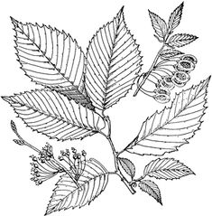 the leaves and flowers of this plant are black and white, vintage line drawing or engraving