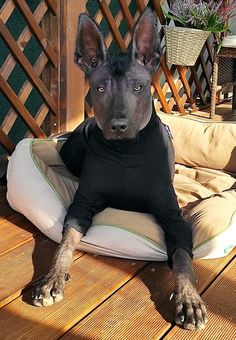 a dog sitting on a pillow in the middle of a wooden deck with a fence behind it