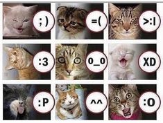 many different pictures of cats with the same expression on their faces and numbers in front of them