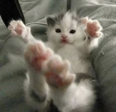a kitten is sitting on its hind legs and pawing at the camera with it's paws