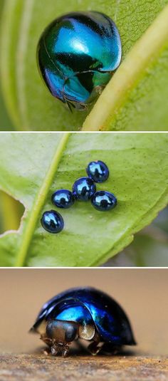 three pictures of blue bugs on top of green leaves and bottom shows the same insect