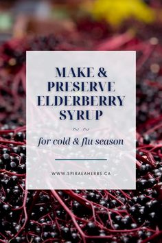 |Spiraea Herbs with Correne Omland| Would you love to learn how to make a simple yet powerful remedy to support your family through cold and flu season? Look no further! Elderberries are both boosting to the immune system, antiviral and loaded with vitamin C. In this video you can learn how to both make the syrup and preserve (if you choose). Click here to learn more!