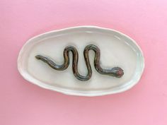 two snakes in a white dish on a pink surface