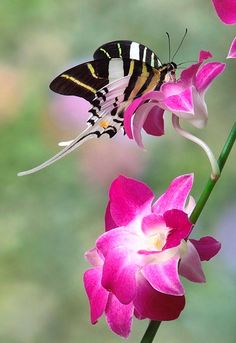 a butterfly sitting on top of a pink flower next to purple and white orchids