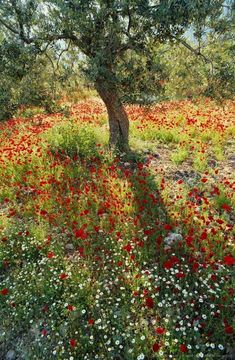 an olive tree in the middle of a field full of red and white wildflowers