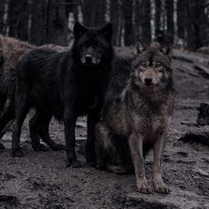 three wolfs are standing in the mud near some trees and rocks, with one looking at the camera