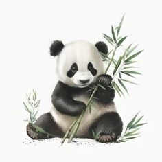 a panda bear sitting on the ground eating bamboo