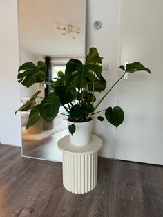 a potted plant sitting on top of a white table in front of a mirror