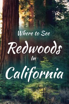 redwoods in california with the words where to see redwoods in california