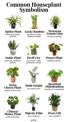 a poster with different types of houseplants in it
