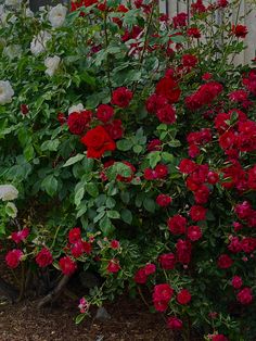 many red and white flowers in a garden