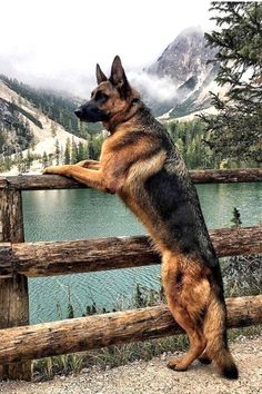 a german shepherd standing on its hind legs looking over a fence at a mountain lake