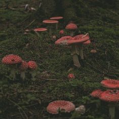 a group of red mushrooms growing on the ground