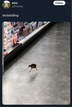 a bird is walking across the floor in front of a book store display case with books on it