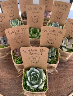 small succulents are arranged in burlocks with tags that say watch me grow