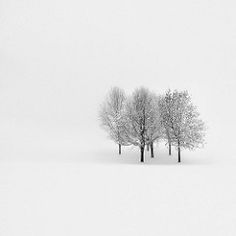 three trees in the snow with no leaves