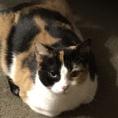 a calico cat is sitting on the carpet