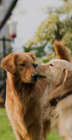 two dogs standing next to each other in the grass