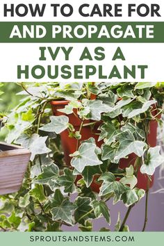 a houseplant with the title how to care for and propagate ivy as a houseplant