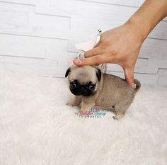 a small pug puppy sitting on top of a white fluffy rug next to a person's hand
