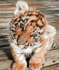 a small tiger cub standing on top of a wooden floor in front of a camera