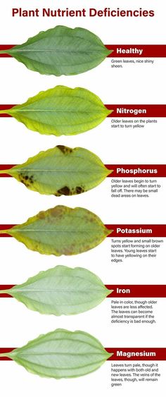 the different types of leaves that are on display in this info sheet, which includes information about