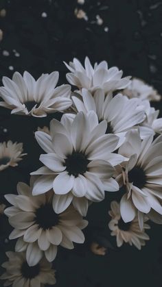 white flowers are floating in the water