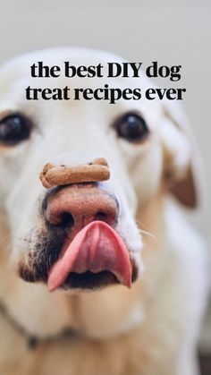 a close up of a dog with a piece of food on its nose and tongue