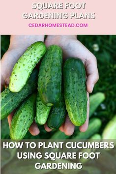 someone holding cucumbers in their hands with the text how to plant cucumbers using square foot gardening