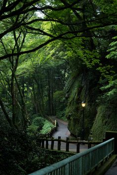 a road in the middle of a forest with lots of trees on both sides and a light at the end