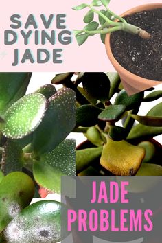 some plants that are growing in the dirt with words save dying jade written on them