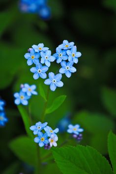 small blue flowers with green leaves in the background