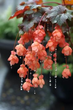 an orange flower hanging from a plant with drops of water on it