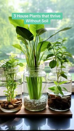 three glass jars filled with plants and rocks