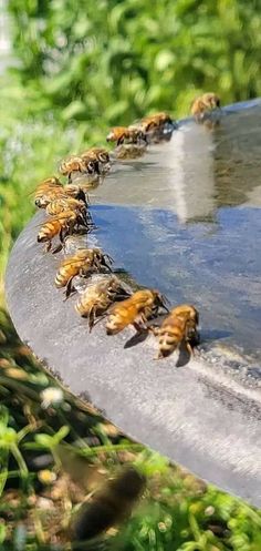 a group of honeybees walking along the edge of a water trough in front of some green plants