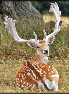 a deer that is sitting in the grass with antlers on it's head