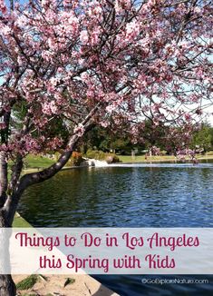 a tree with pink flowers and the words things to do in los angeles this spring with kids