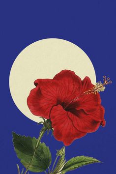 a red flower is in front of a blue background with a full moon behind it