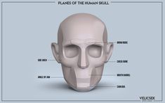 a diagram of the human skull with all its parts labeled on it's sides