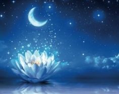 the water lily is floating in the moonlight