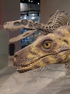 a dinosaur skeleton is on display in a museum