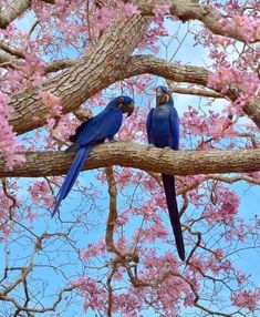 two blue parrots sitting on a tree branch with pink flowers in the foreground