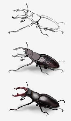 three different types of insects on a white background, one is black and the other is red