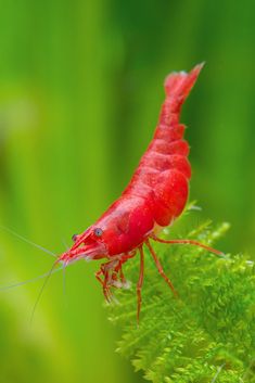 a red shrimp is sitting on some green plants