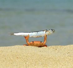 a small crab carrying a fish on its back