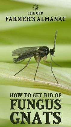 Do you have little flies on your houseplants? They may be fungus gnats! Often considered only a minor houseplant pest, fungus gnats can quickly become a significant issue (and annoyance) if an infestation gets out of hand. Here’s how to identify, eliminate, and prevent fungus gnat infestations in your plants. Bugs And Insects, Lesson Plans, Nature, Organic Gardening, Fungus Gnats, Bugs Life, Farmers Almanac, Old Farmers Almanac, A Minor