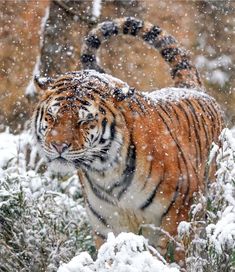 a tiger walking through the snow covered forest