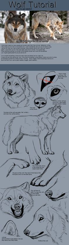 an image of wolfs in different stages of their life cycle and how to draw them