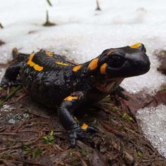 a black and orange frog sitting on top of snow covered ground next to grass with yellow spots